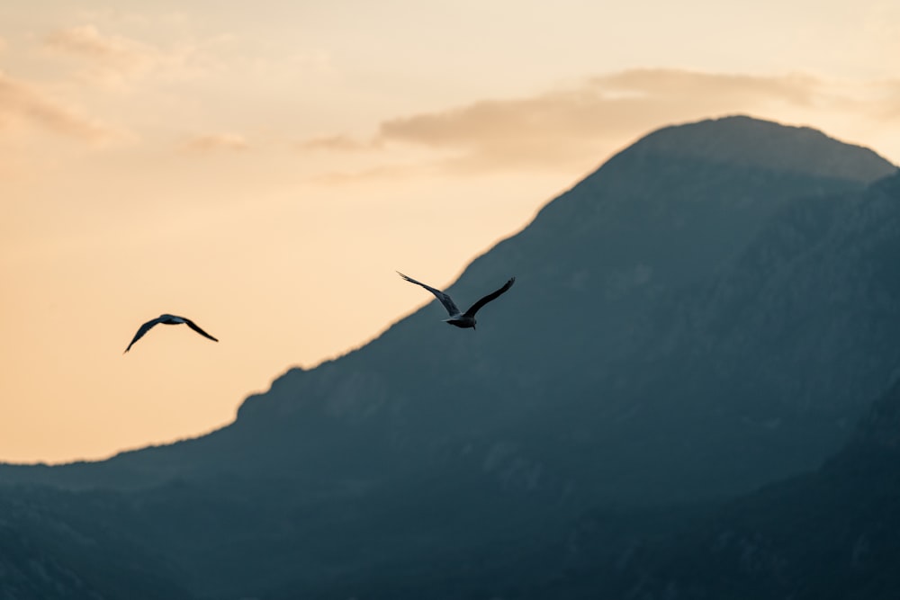 a couple of birds flying over a mountain