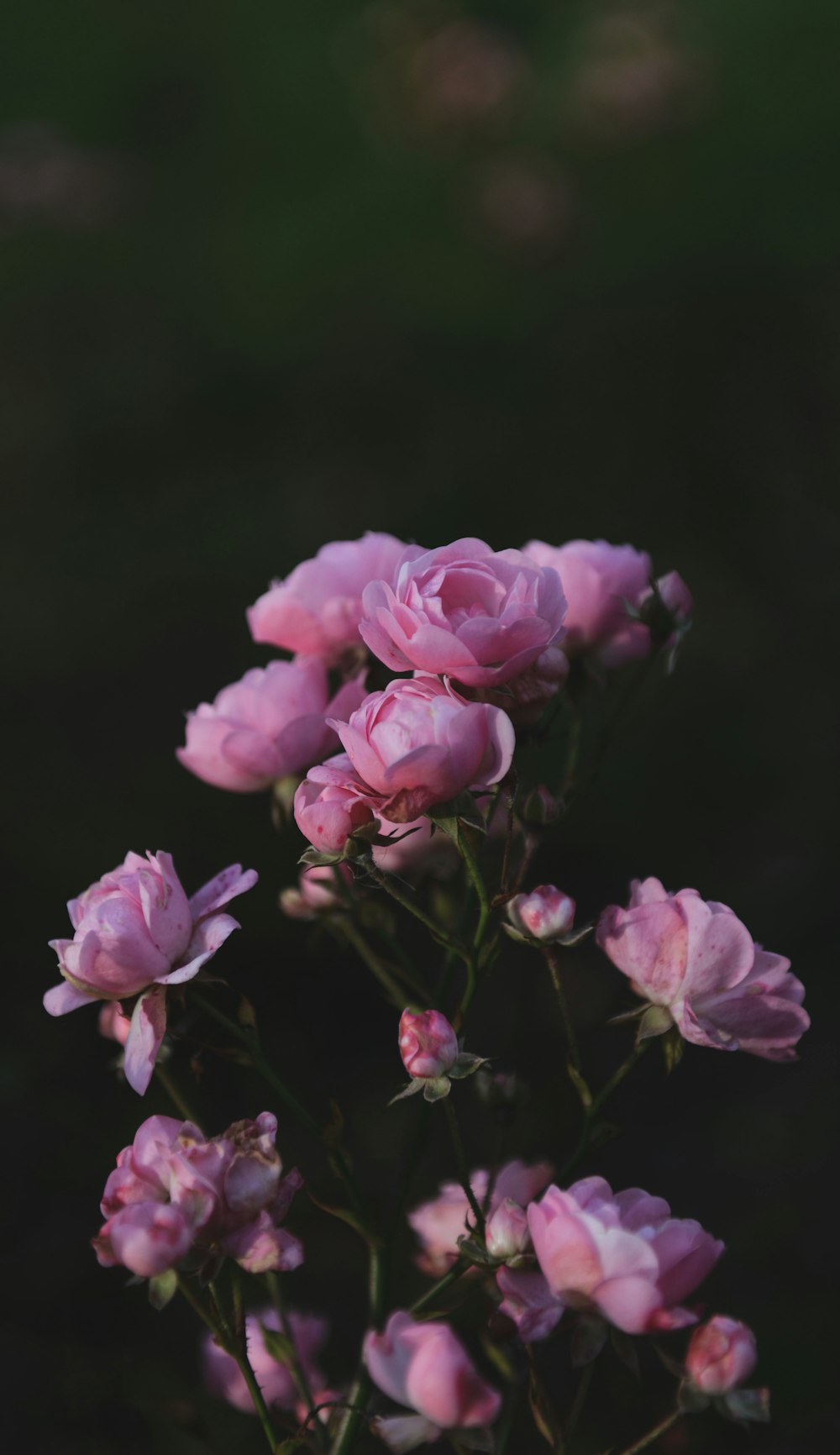 a bunch of pink flowers in a vase