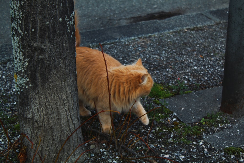 an orange cat walking next to a tree