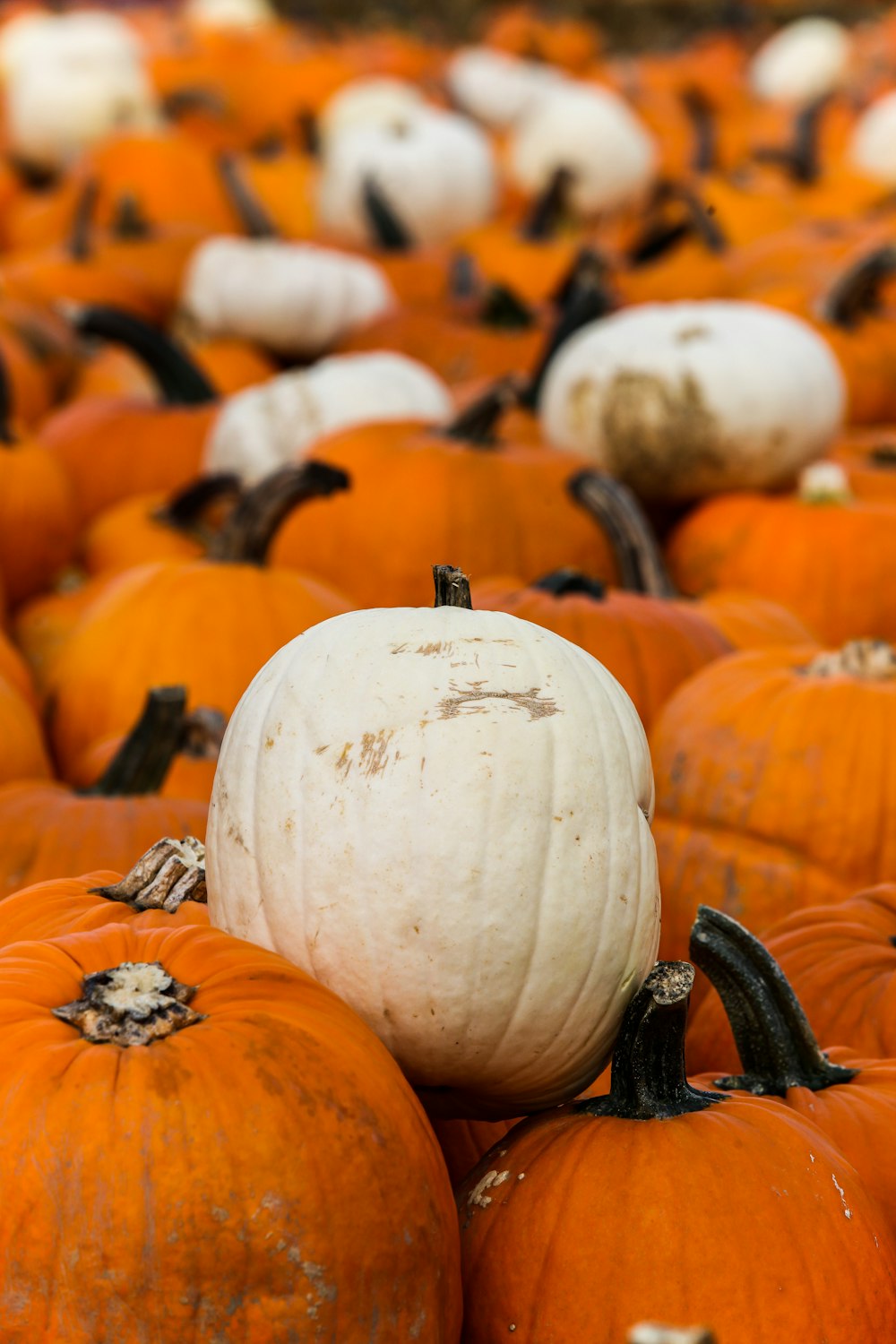 a large group of pumpkins sitting on top of each other