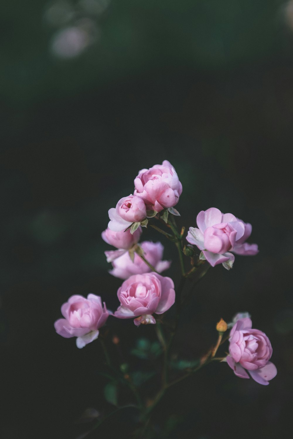 Ein Strauß rosa Blumen sitzt auf einem Tisch