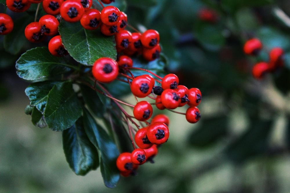 a bush with red berries and green leaves