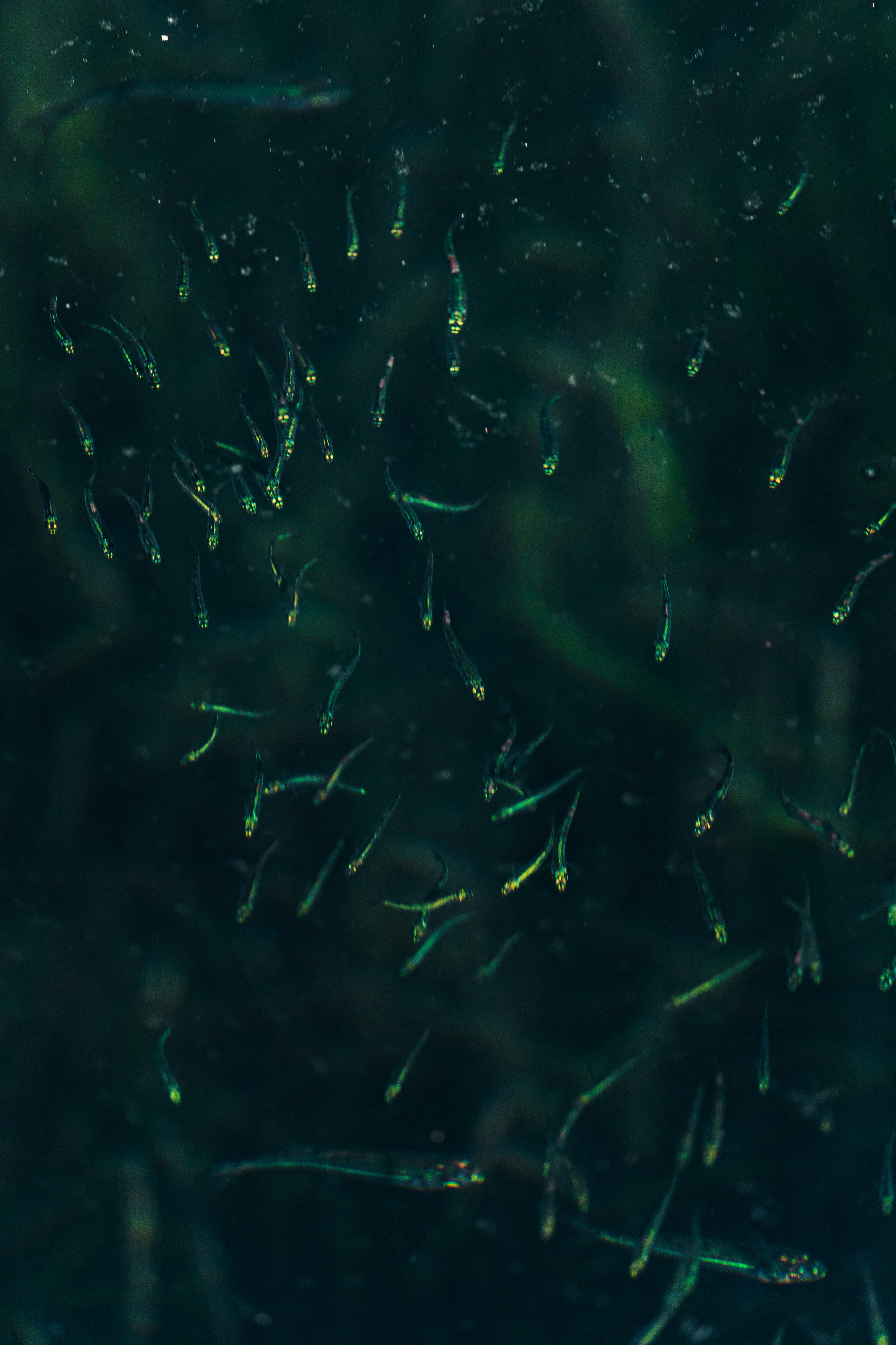 Photo by thestefankostic