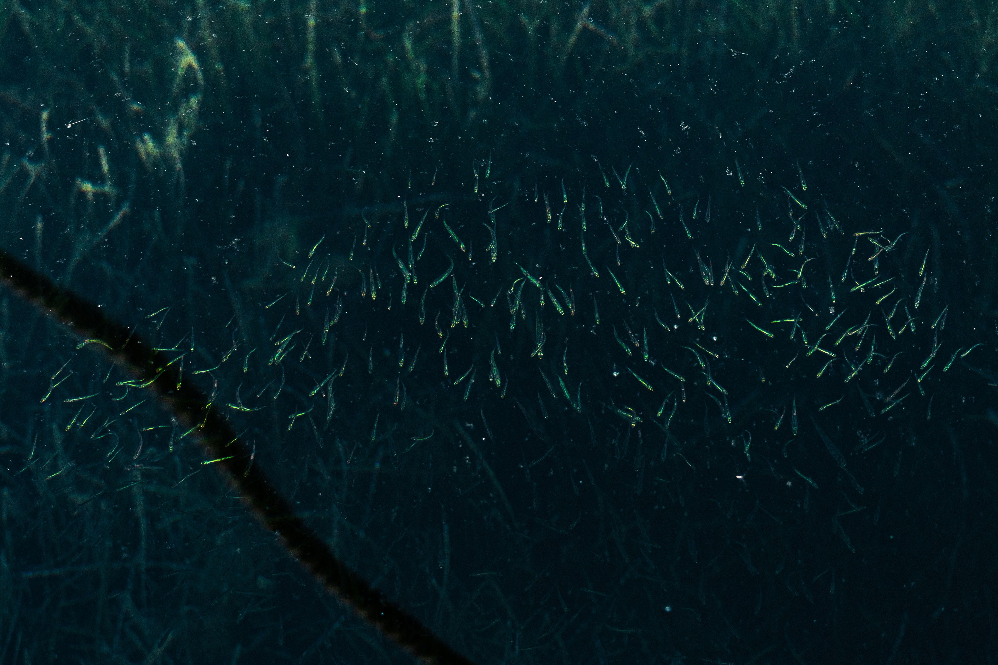 Bugün öğrendim ki: Pasifik Okyanusu...