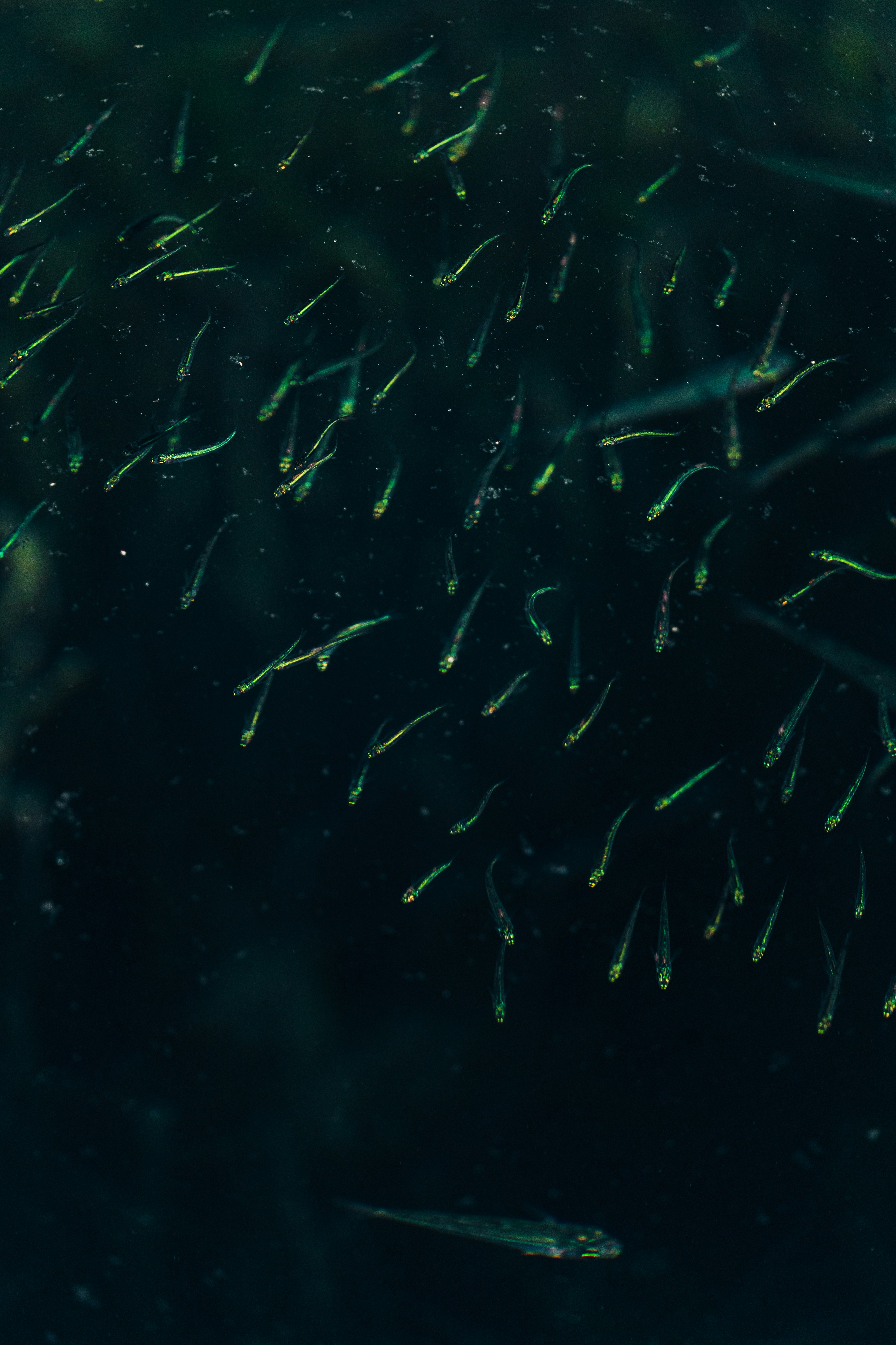 Photo by thestefankostic