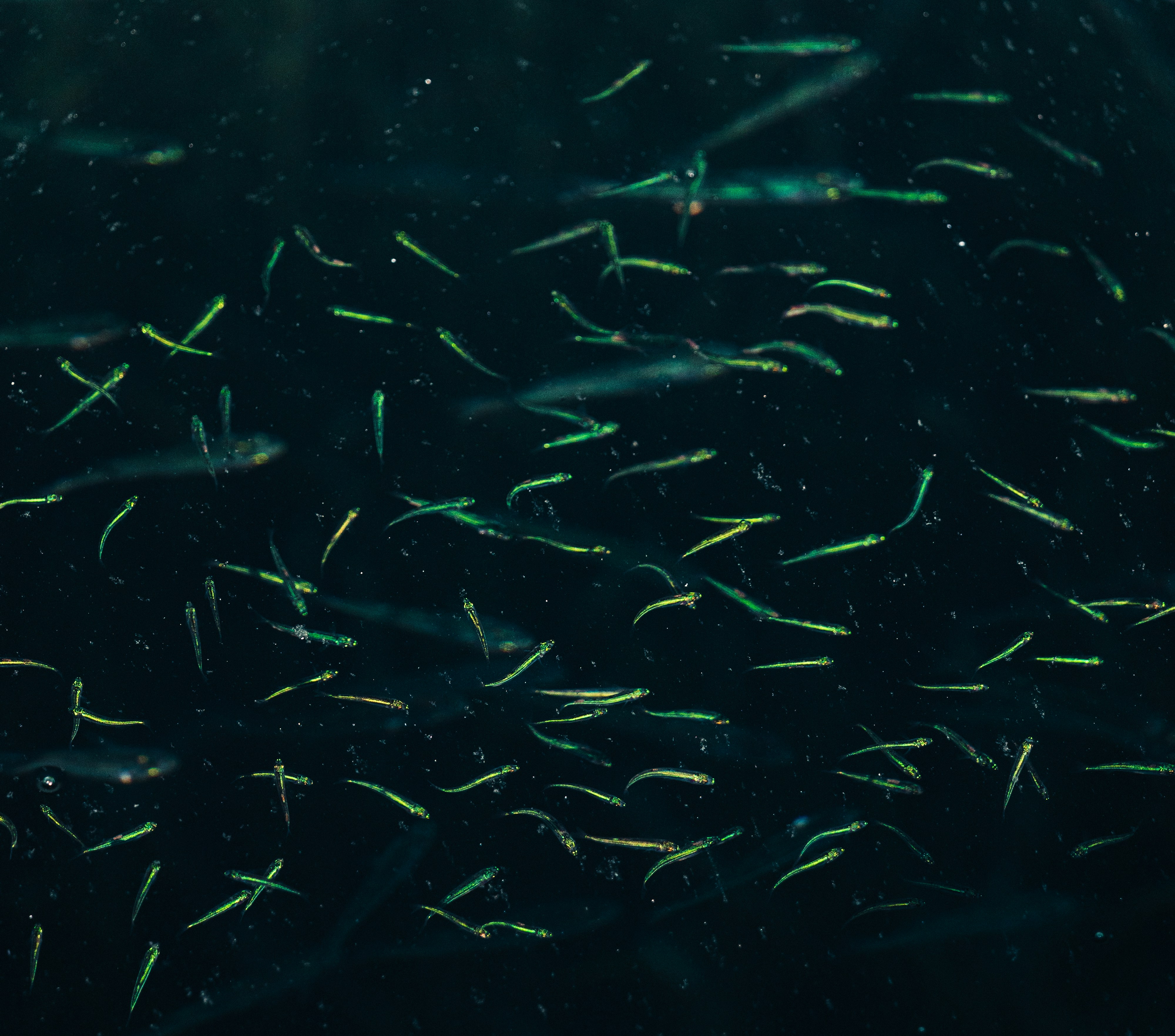 Photo by thestefankostic