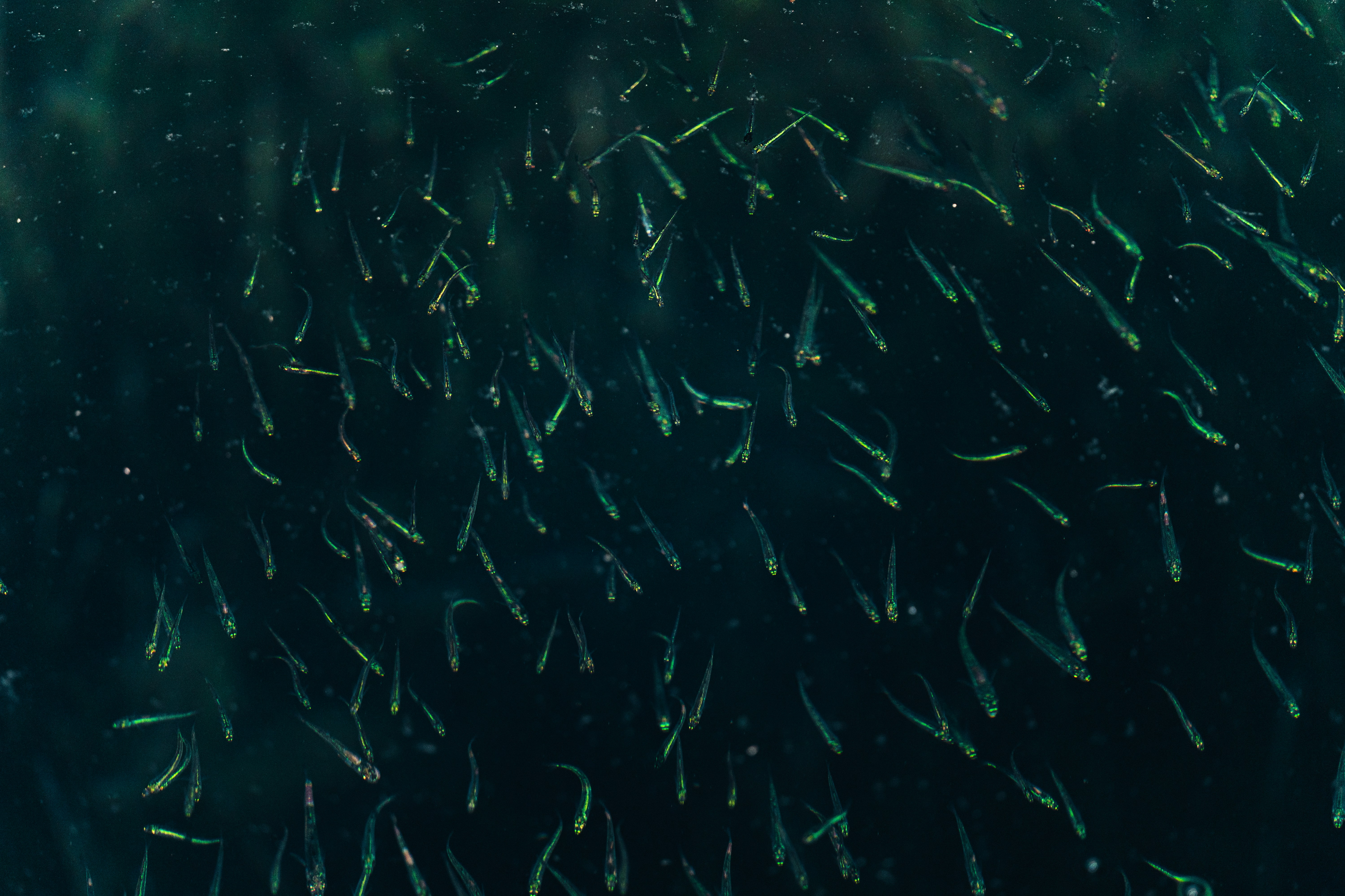 Photo by thestefankostic