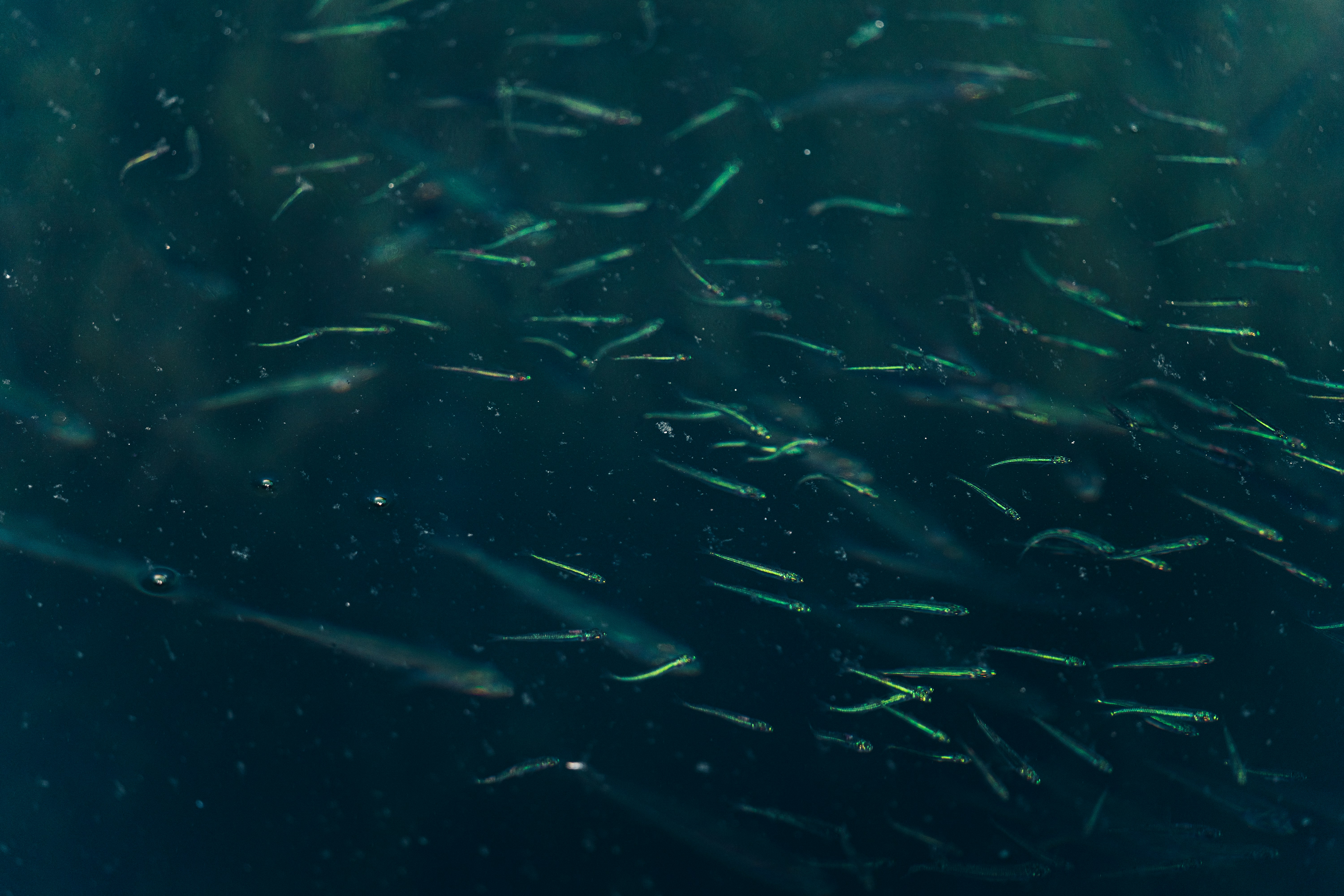 Photo by thestefankostic