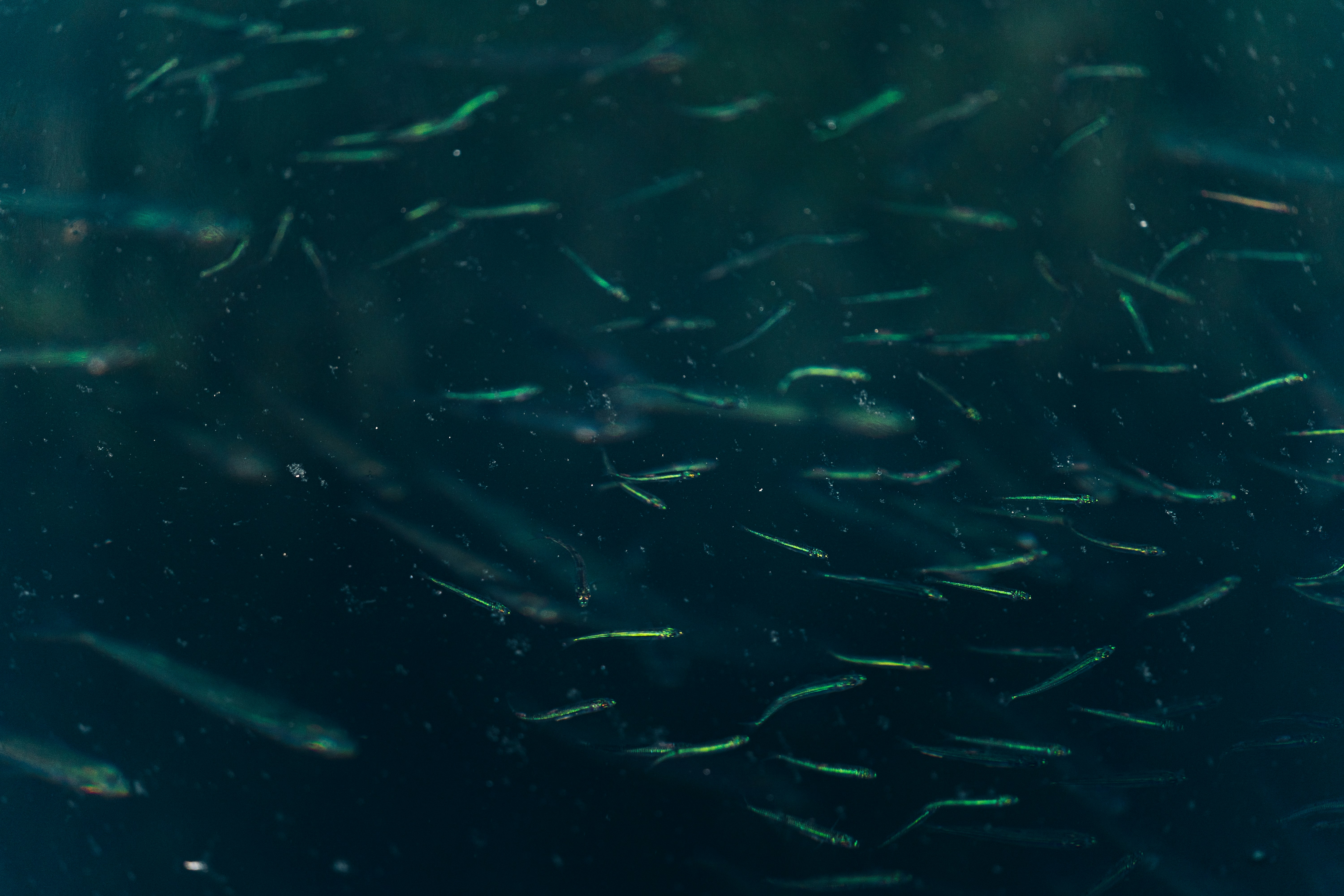 Photo by thestefankostic