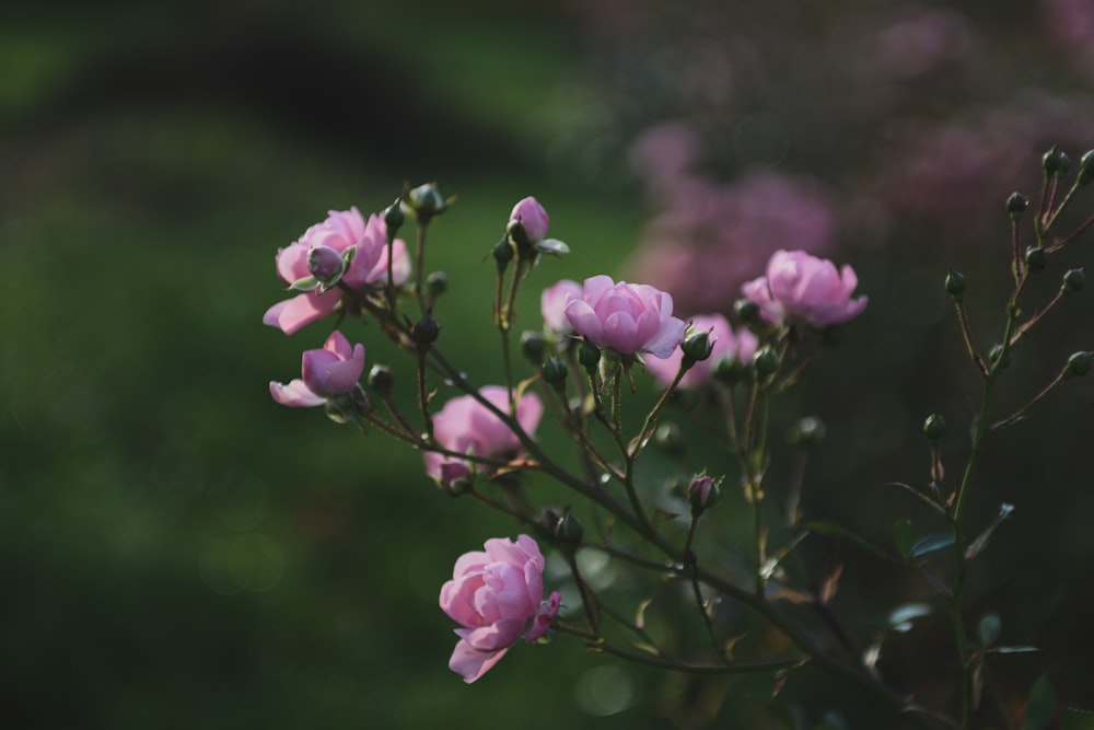 a bunch of pink flowers that are in a vase