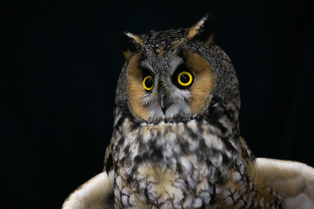 a close up of an owl with yellow eyes