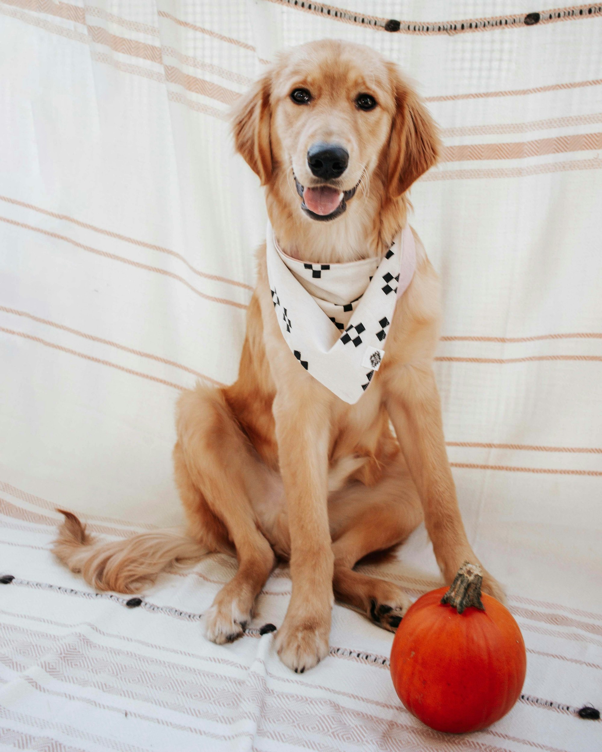 golden retriever puppy sitting by a pumpkin