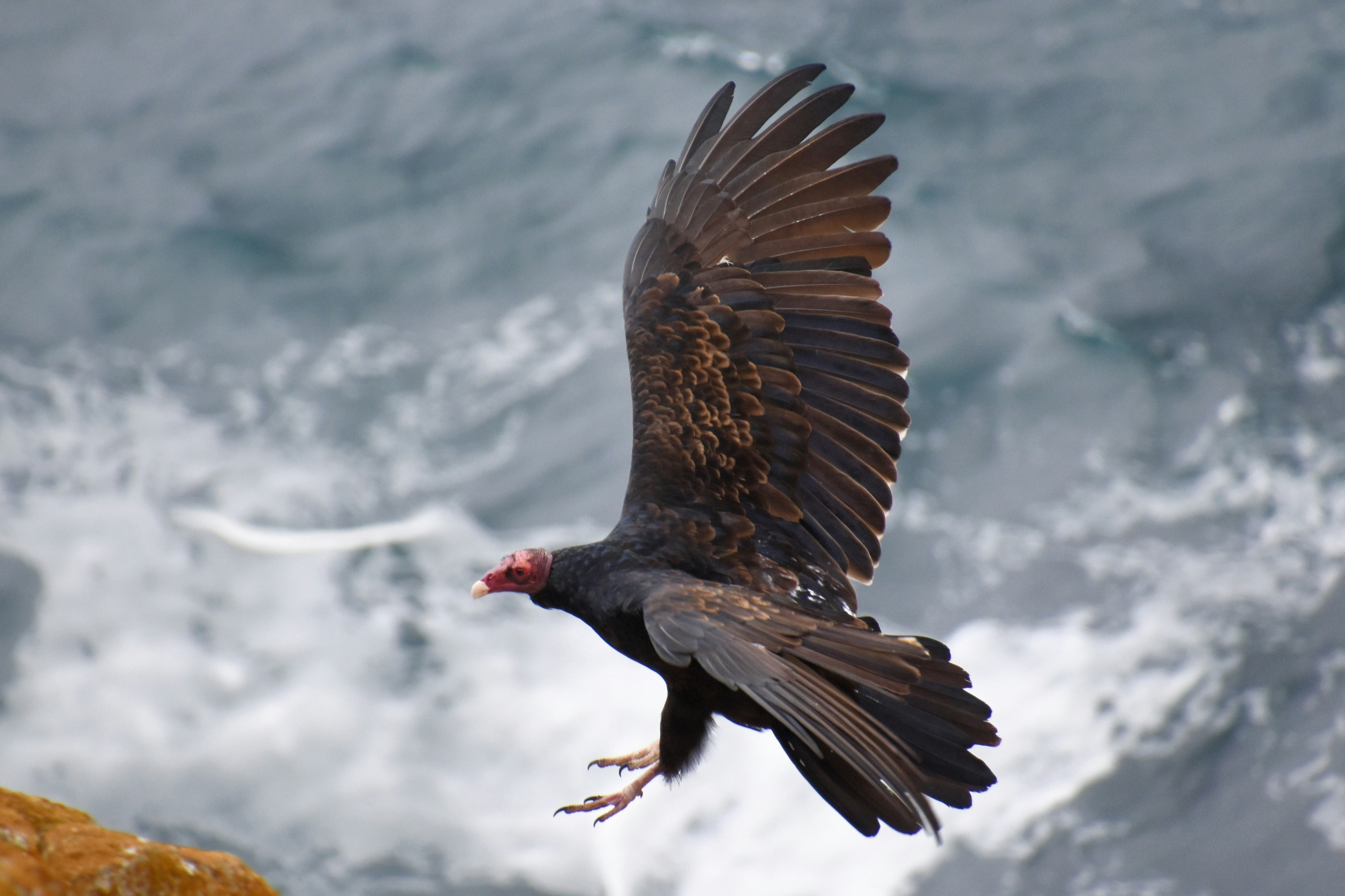 a large bird flying over a body of water, 