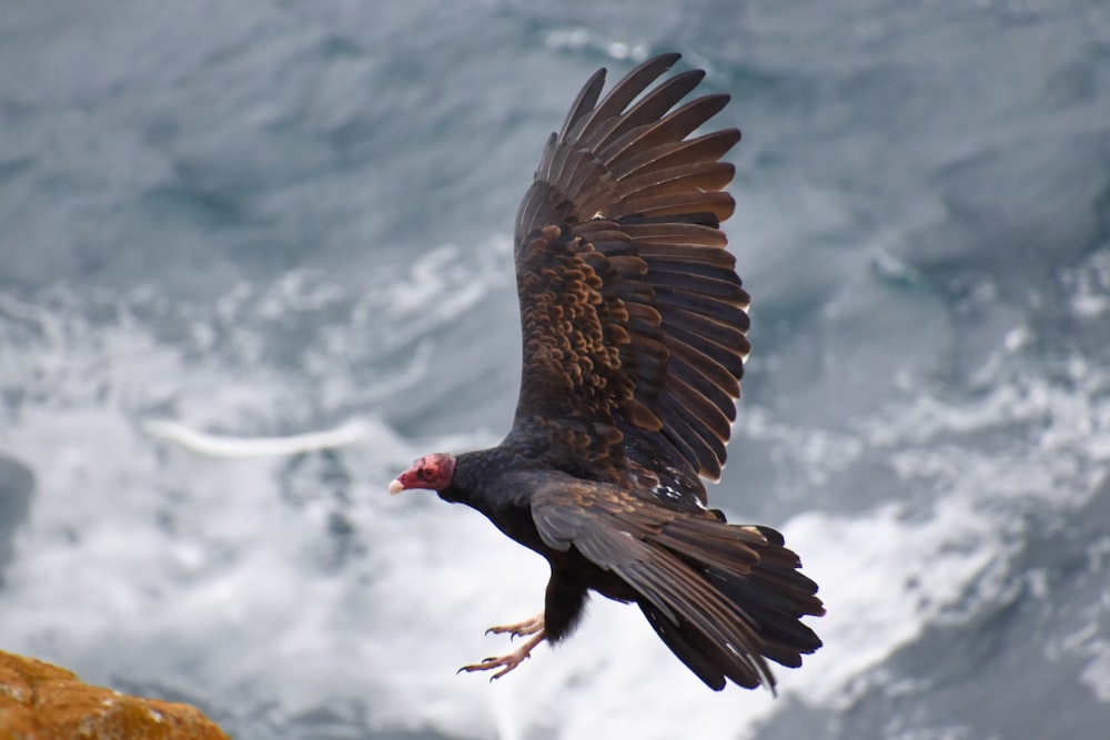 a large bird flying over a body of water