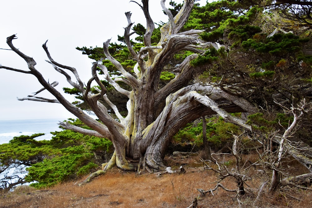 Ein sehr alter Baum an der Seite eines Hügels