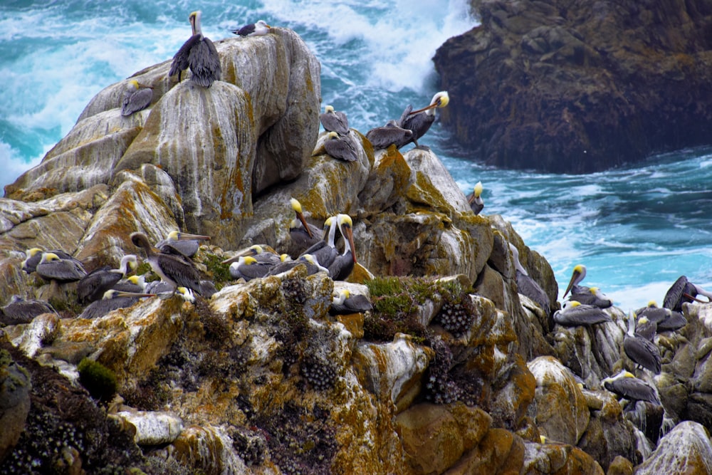 Uno stormo di uccelli seduti sulla cima di una roccia vicino all'oceano