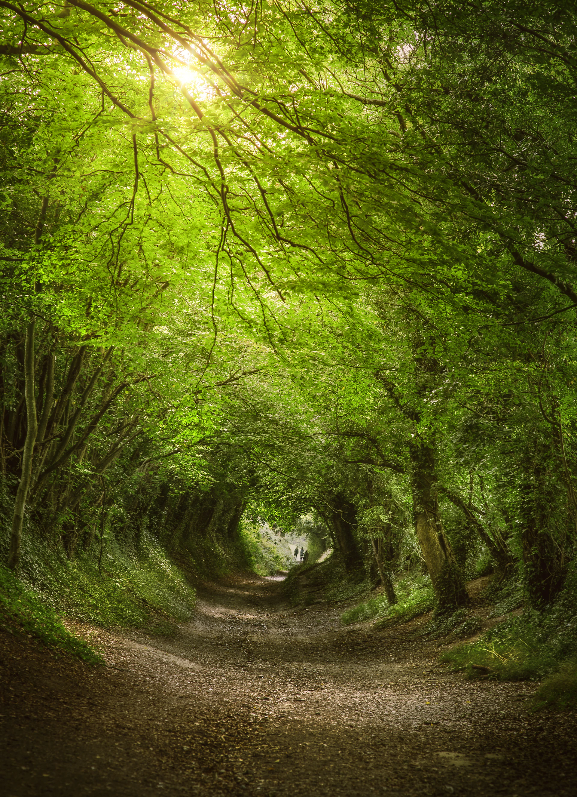 a dirt road surrounded by lush green trees