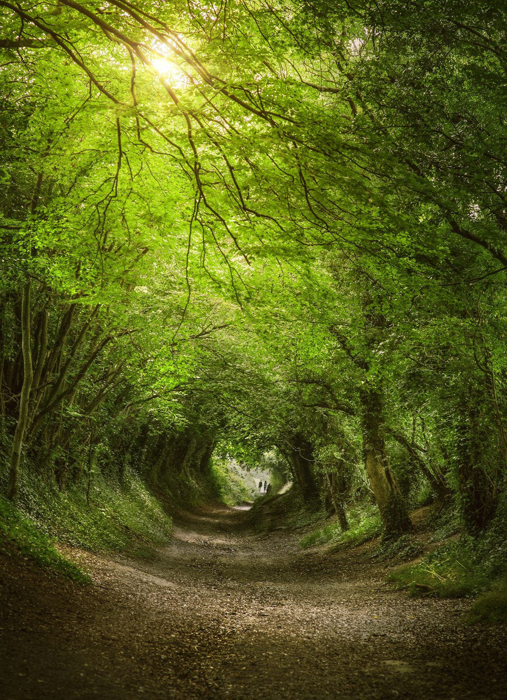 a dirt road surrounded by lush green trees