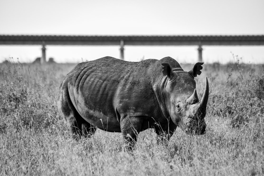 a black and white photo of a rhino in a field