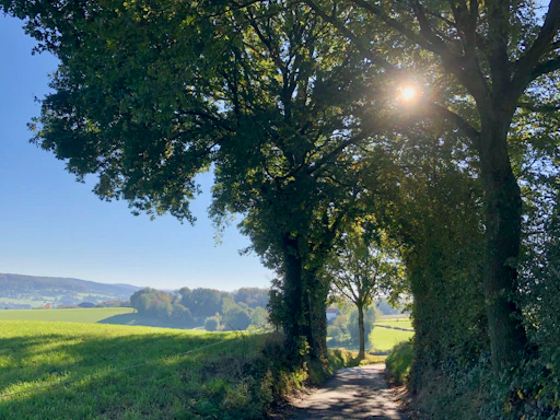 A serene farm pathway lined with lush green crops under a clear blue sky.