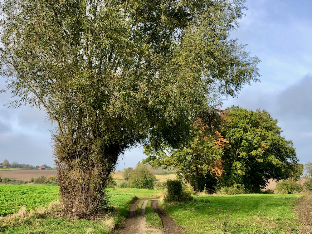 a dirt road with trees on both sides