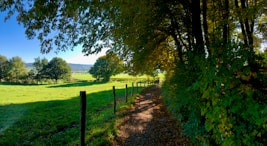 energetische therapie Down2Earth praktijk Heerlen