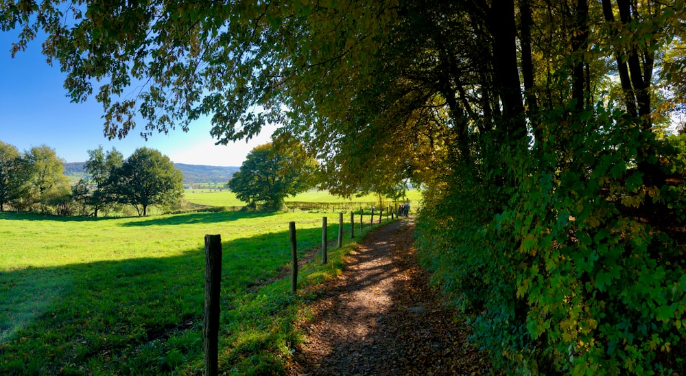 a path in the middle of a lush green field