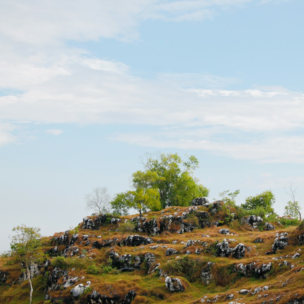 a herd of animals grazing on a lush green hillside