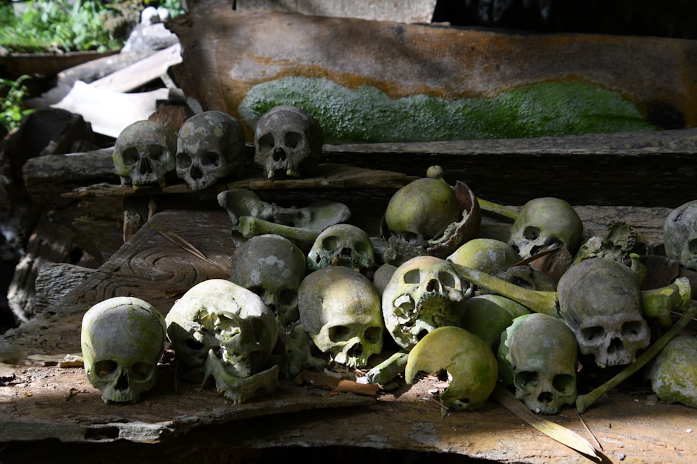 a bunch of skulls that are sitting on a table