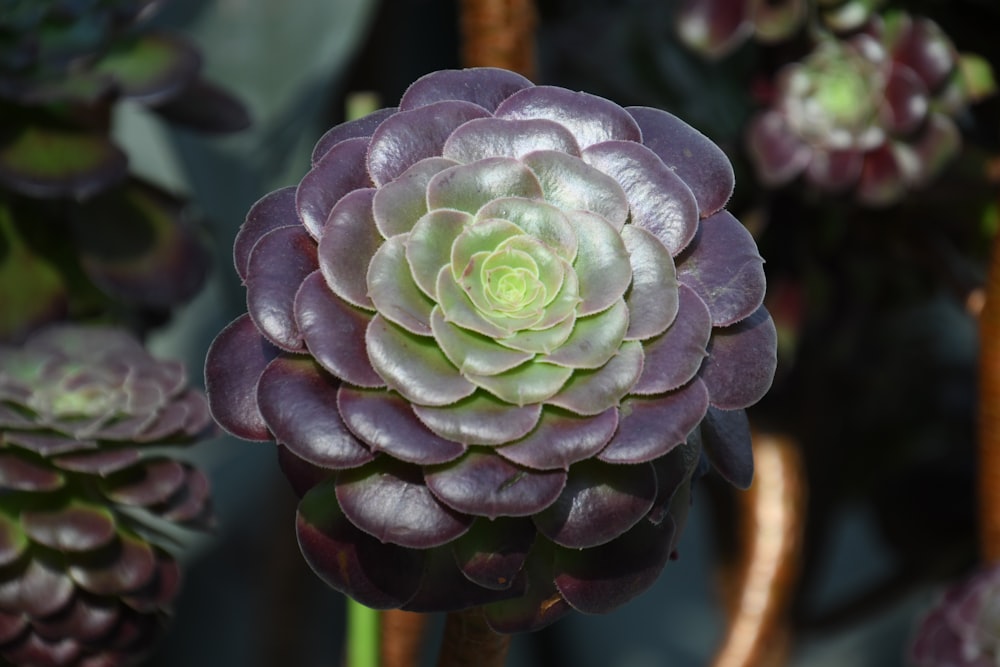 a close up of a flower in a garden