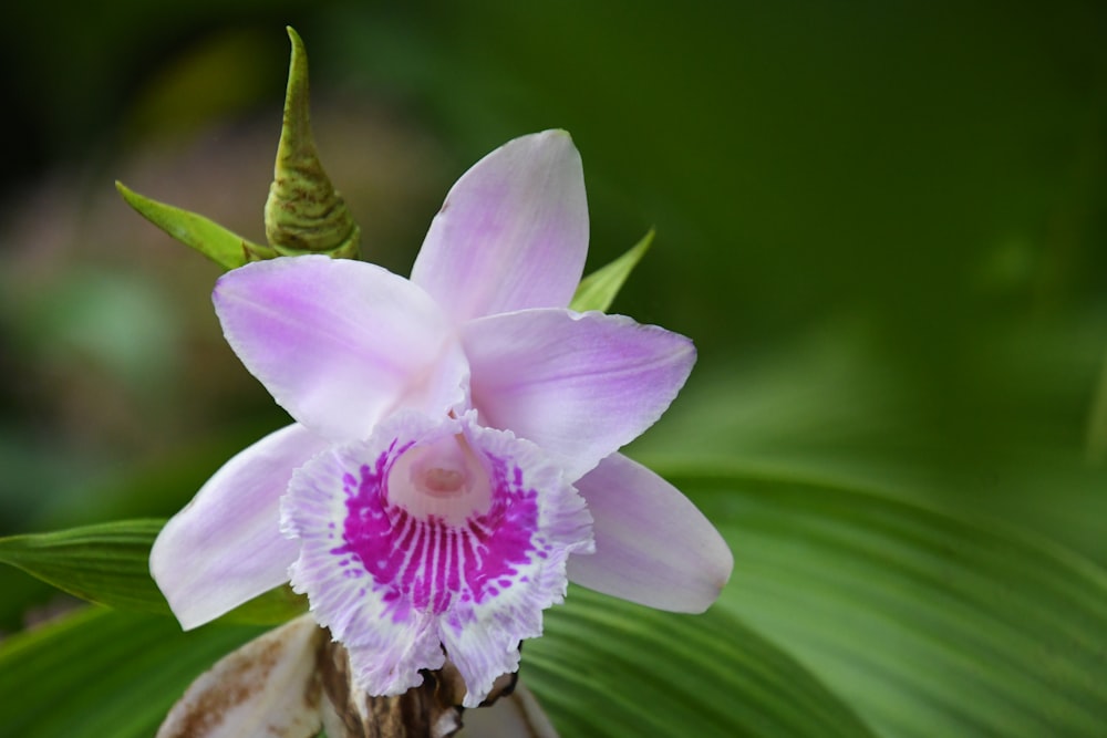 a pink flower with green leaves in the background