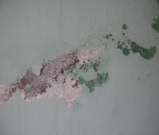 akron mold removal
