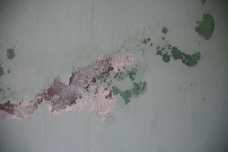 blue springs mold removal