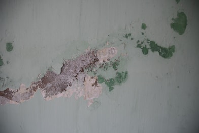 mold removal exton