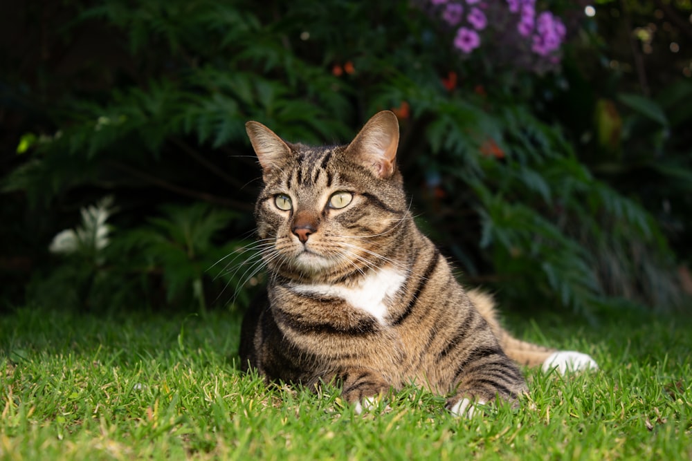 a cat sitting in the grass looking at the camera