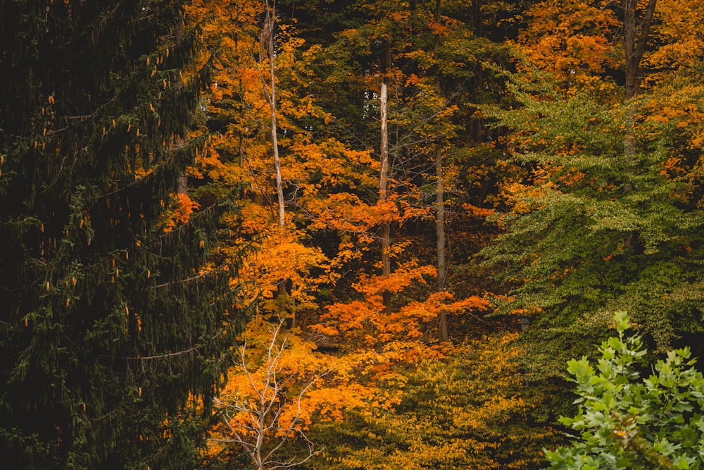 Une forêt remplie de grands arbres