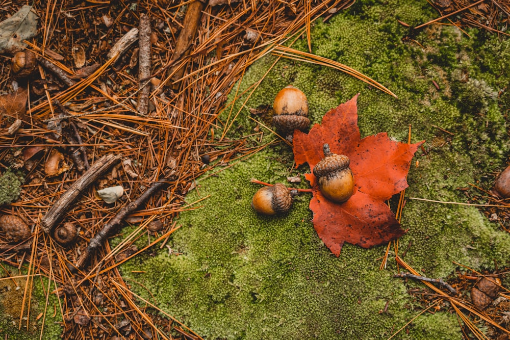 a leaf and acorns on a mossy surface
