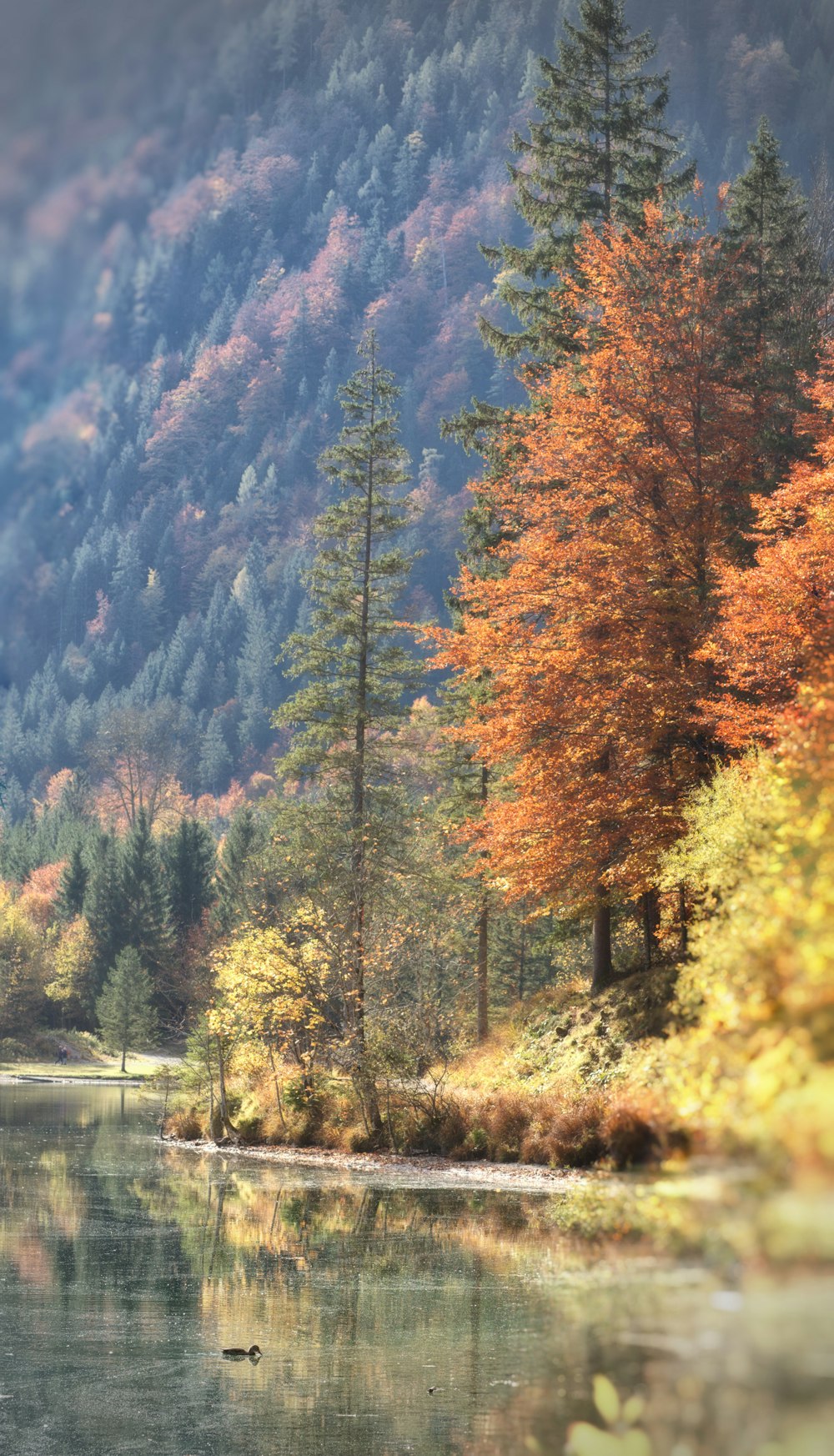 a body of water surrounded by a forest