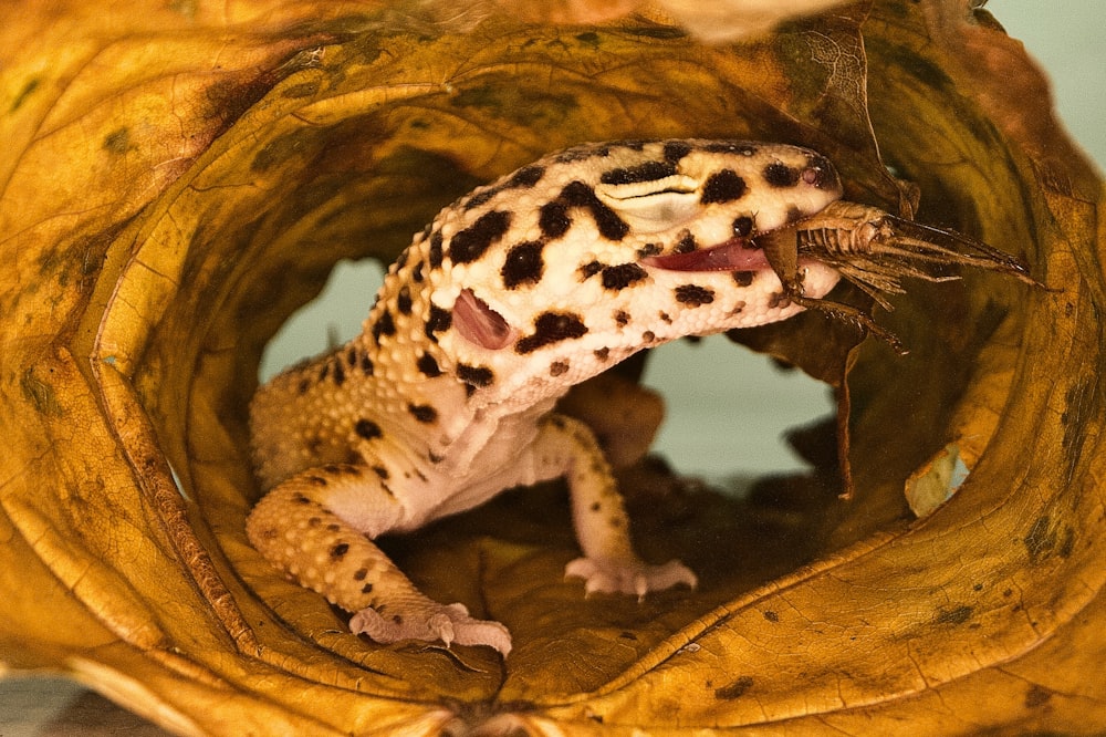 a spotted gecko sitting in a hollow of a tree