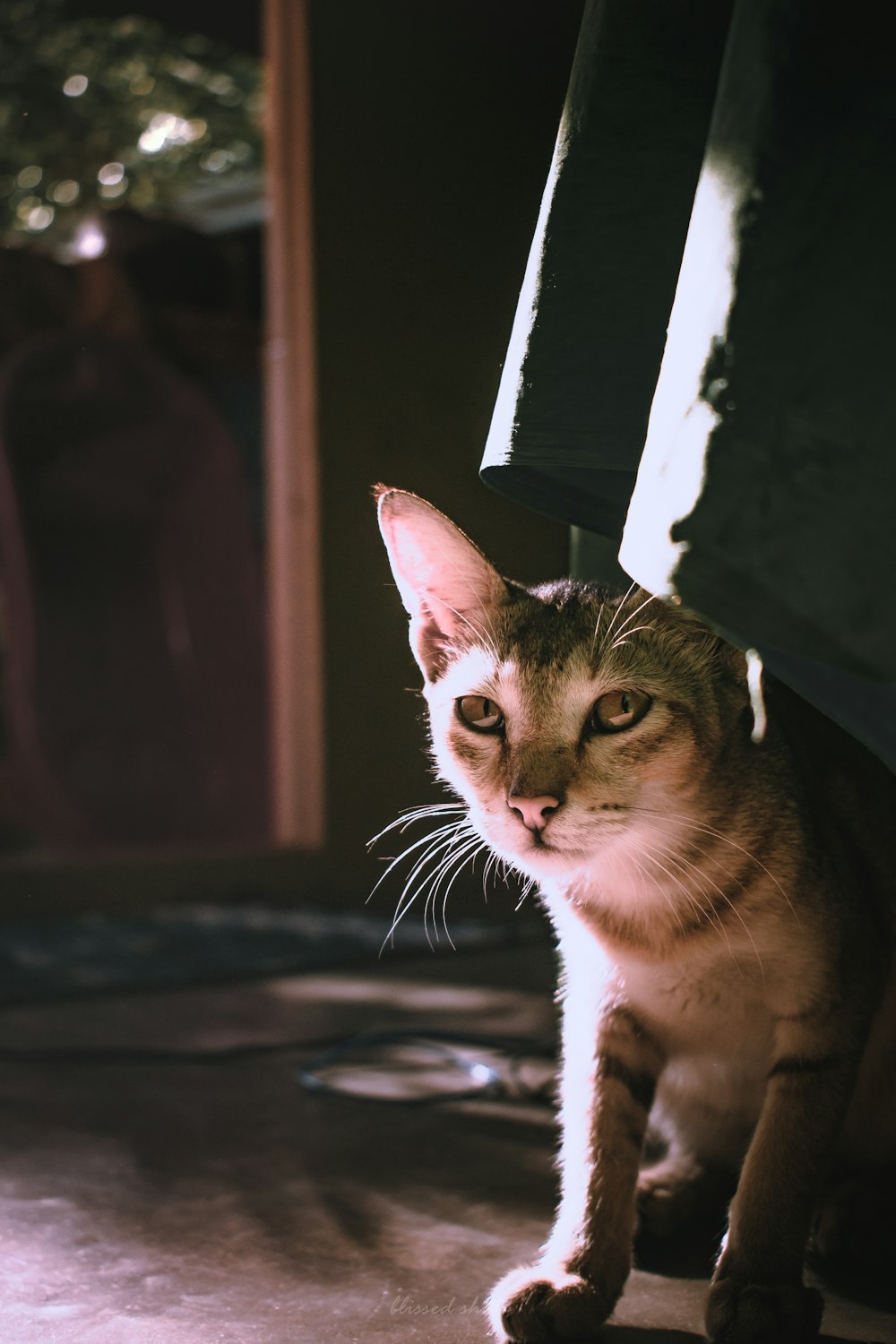 a cat that is sitting under a chair