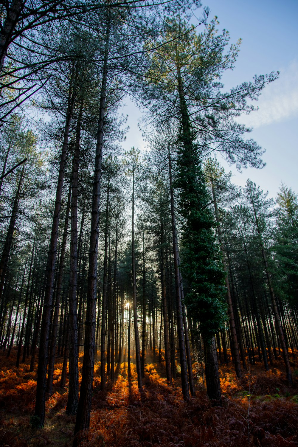 the sun is shining through the trees in the forest