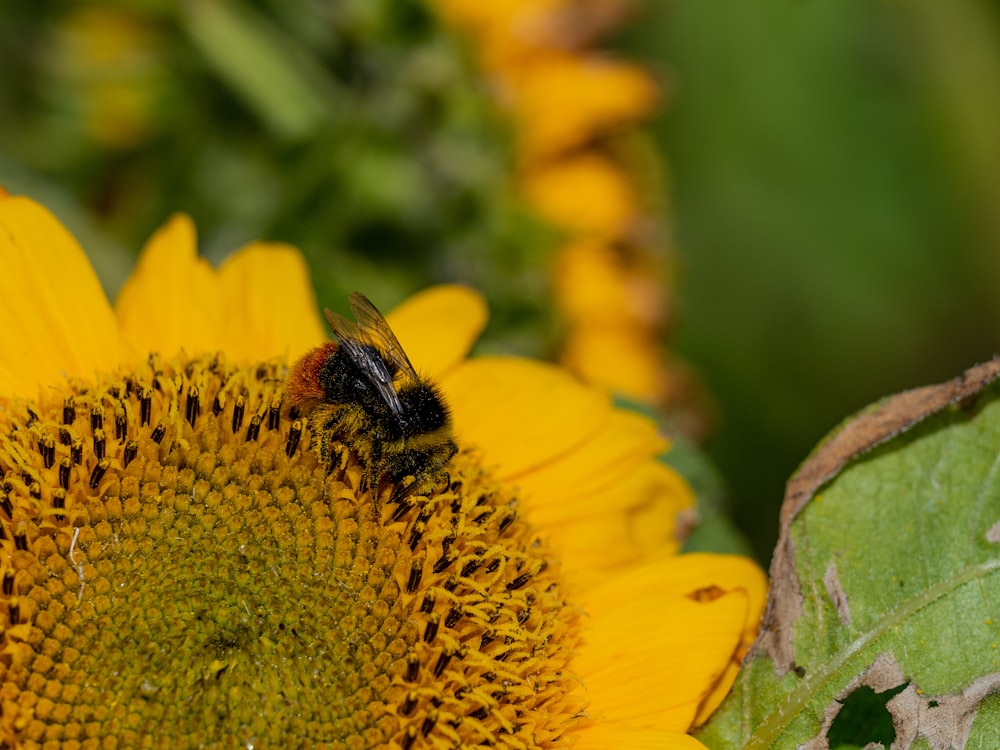 a bee sitting on a sunflower in a field