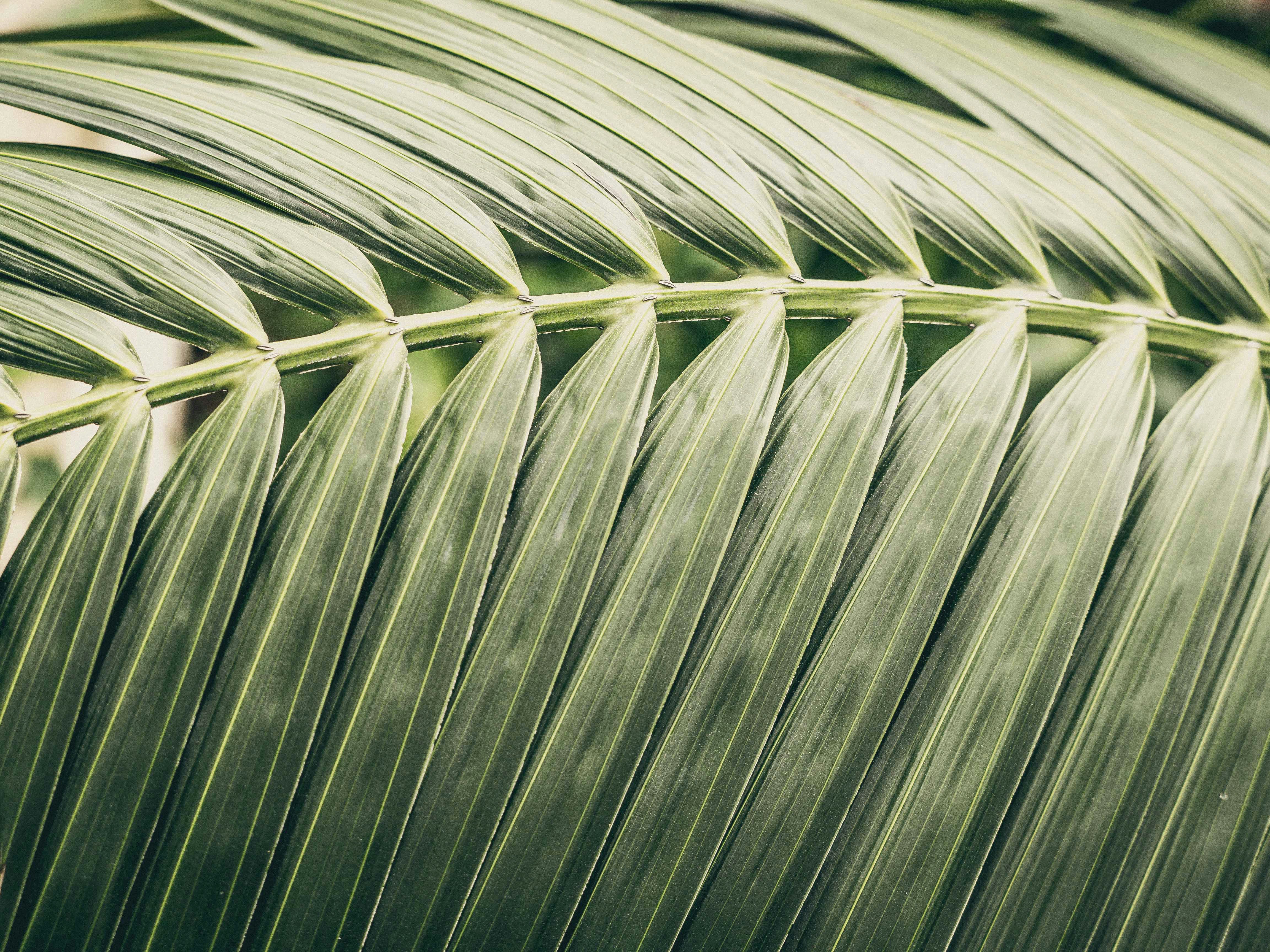 a close up of a large green leaf