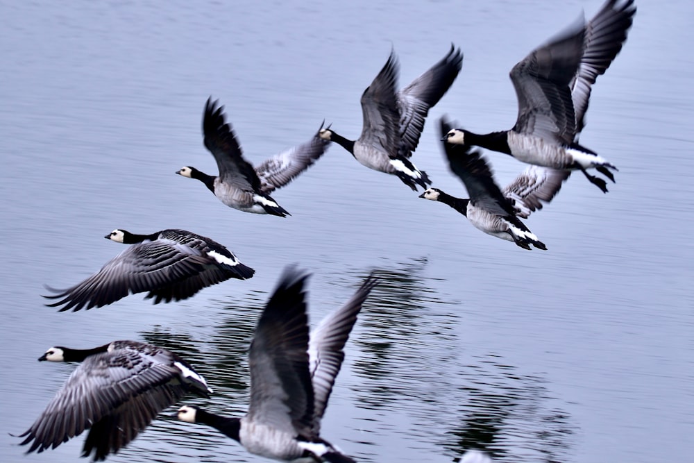 a flock of birds flying over a body of water