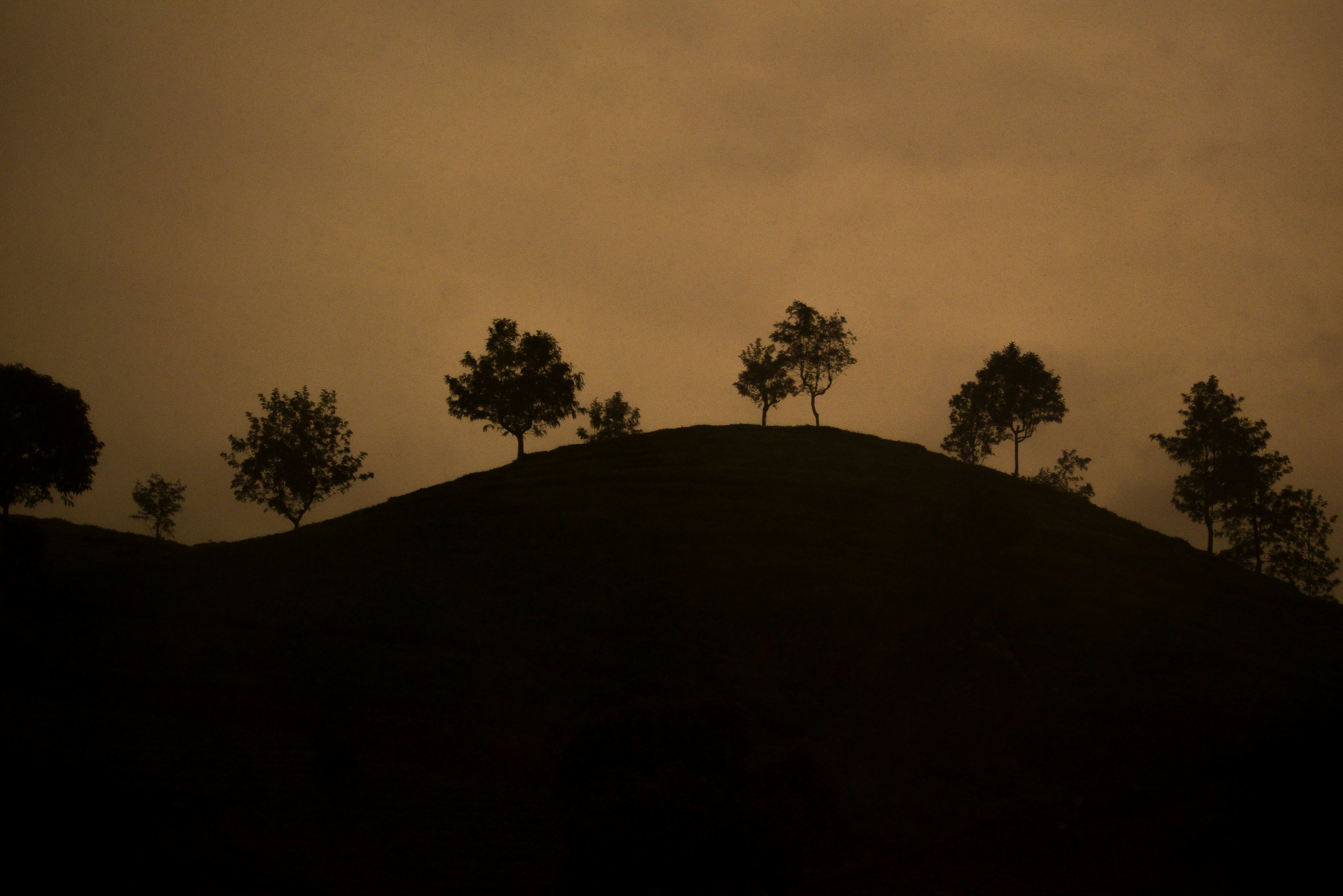 a group of trees sitting on top of a hill