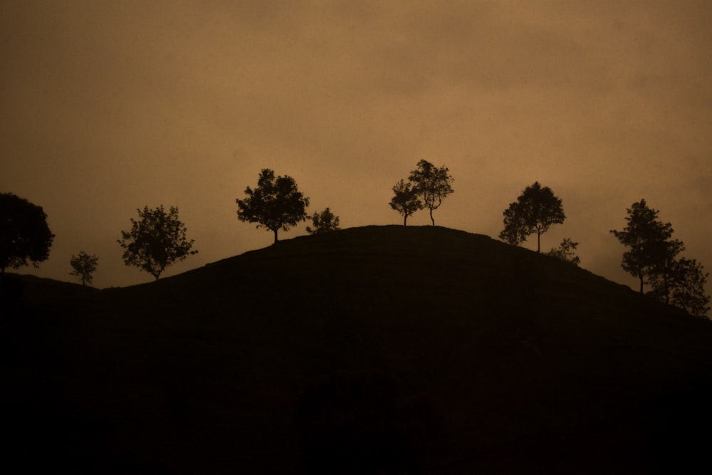 a group of trees sitting on top of a hill