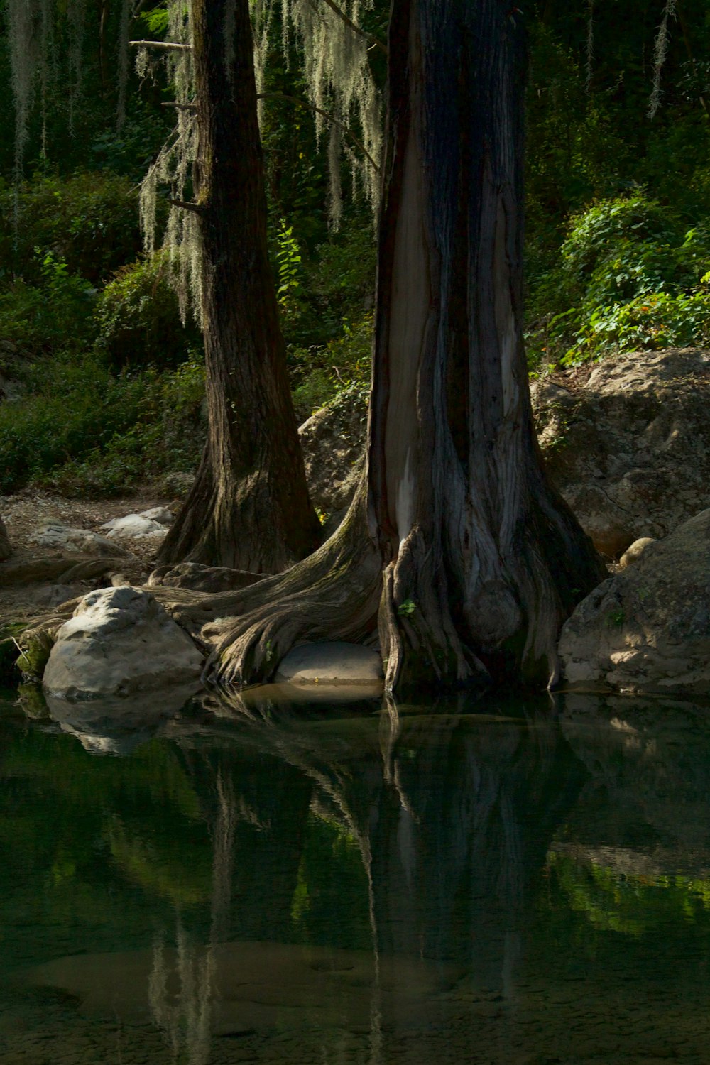 a large tree sitting next to a body of water
