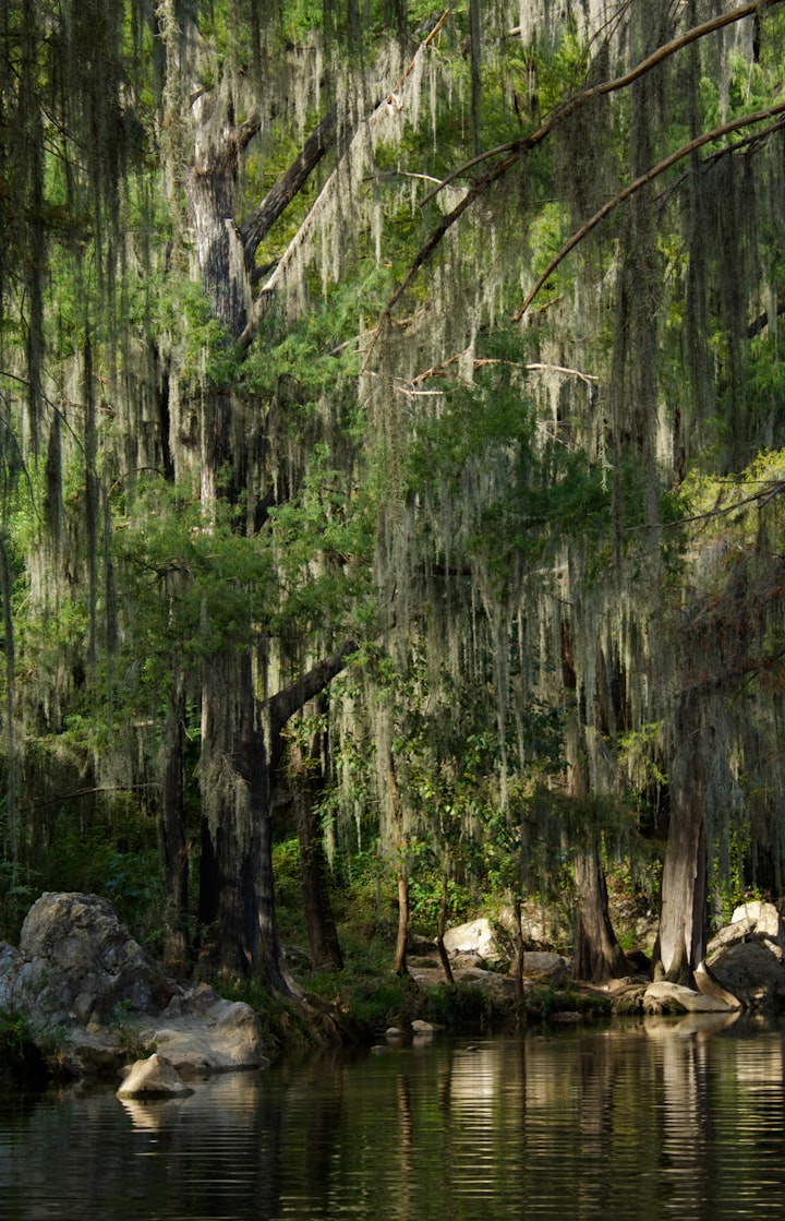 -Old Willow Tree-