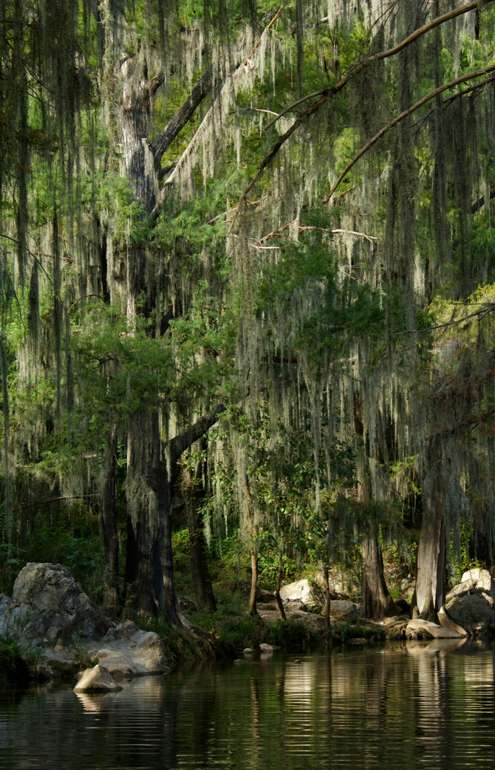 a body of water surrounded by trees covered in moss