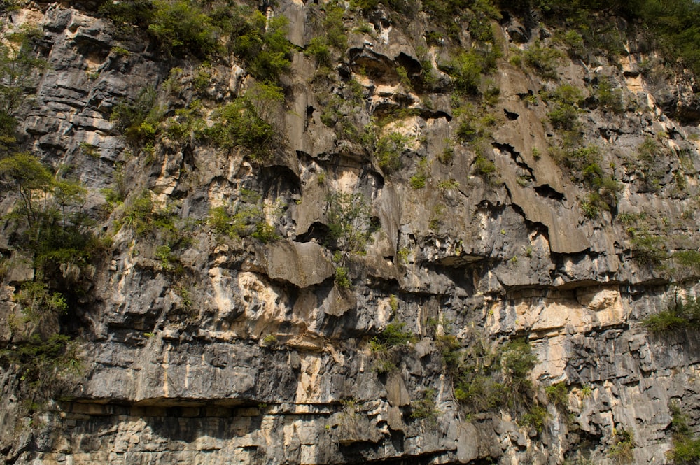 a very tall cliff with lots of trees growing on it